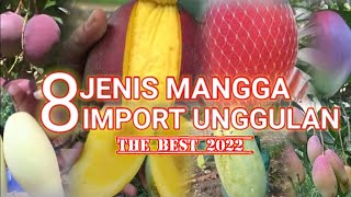 8 JENIS MANGGA IMPORT UNGGULAN TERBAIK DI DUNIA DAN SUDAH BANYAK DI TANAM DI INDONESIA