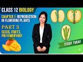 Class 12th Biology Chapter 1 Reproduction in Flowering Plants Part 3 #biology #neet #ncert #kvs