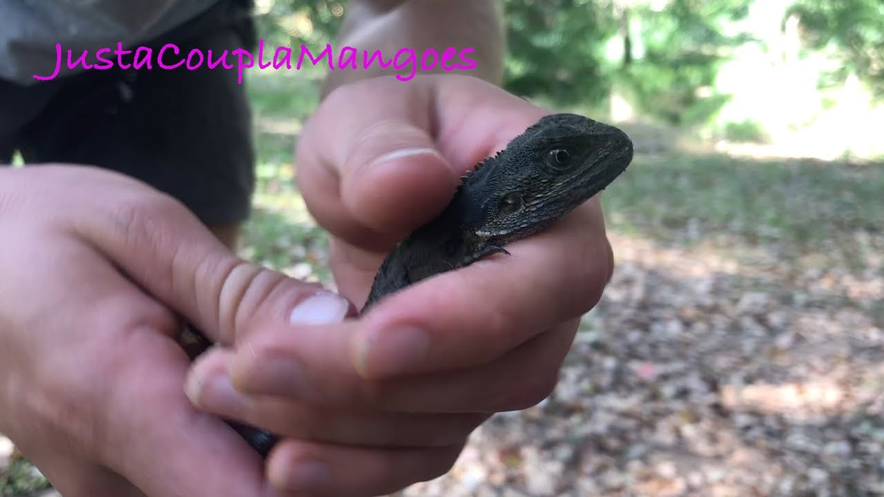 Catching Water Dragons!! How to make a survival lizard trap!! YouTube