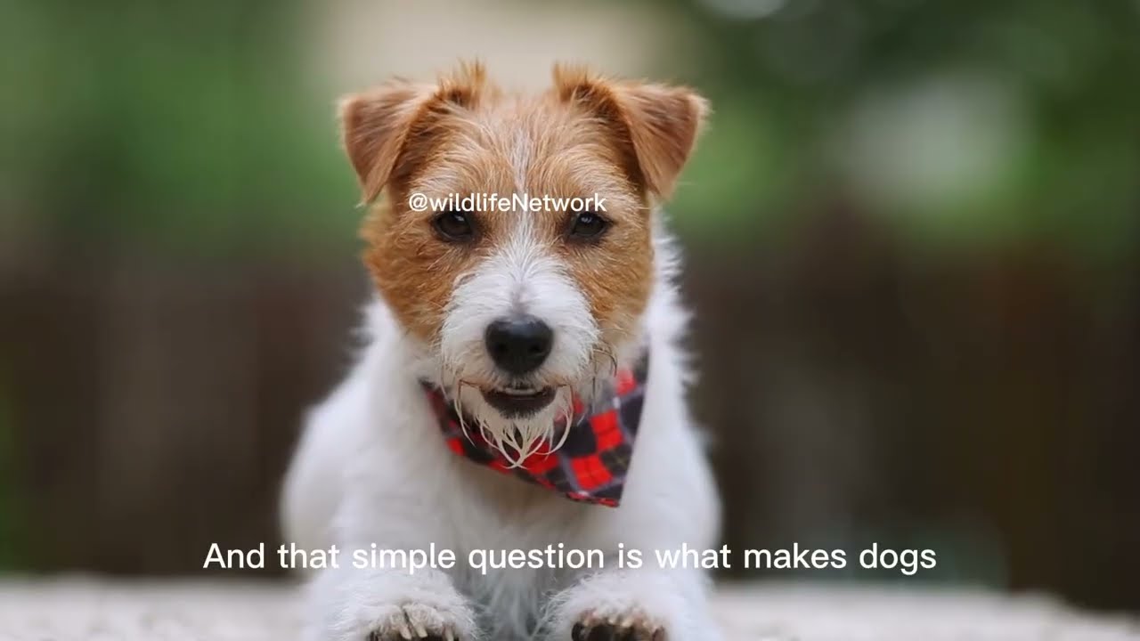 Why Dogs Love Us More Than We Deserve | An Emotional Story.