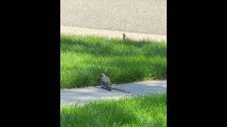 Northern Flicker and his baby