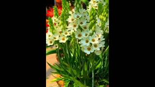 Sisyrinchium flowering plant's🌿 Sisyrinchium flowering plant's🌿