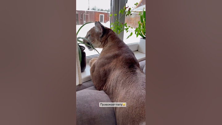 Большой кот хуже ревнивой жены🤣