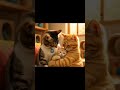 Tried my best, but Mom and Dad&#39;s love is the ultimate victory 🤗 #trending #shorts #catlovers