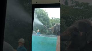 #富士サファリパーク#象の水浴び🐘