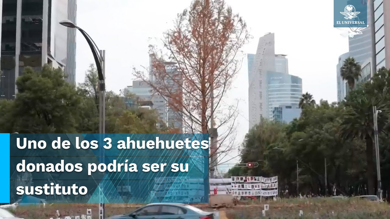 Ahuehuete de Reforma será enviado a vivero si no se recupera en marzo ...