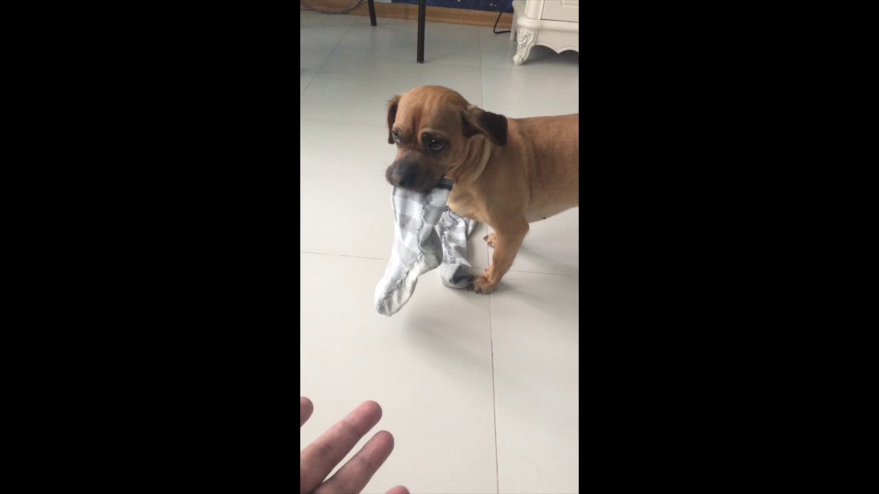 Dog Steal Socks YouTube
