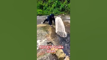 Catching Snakeheads on Live Bait & Lures - Snake head Catch #fishing #fish