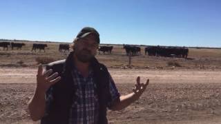 Cows have friends too you know by Farmer Dave 370 views 6 years ago 2 minutes, 33 seconds