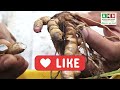        kali haldi ki kheti   black turmeric farming in india