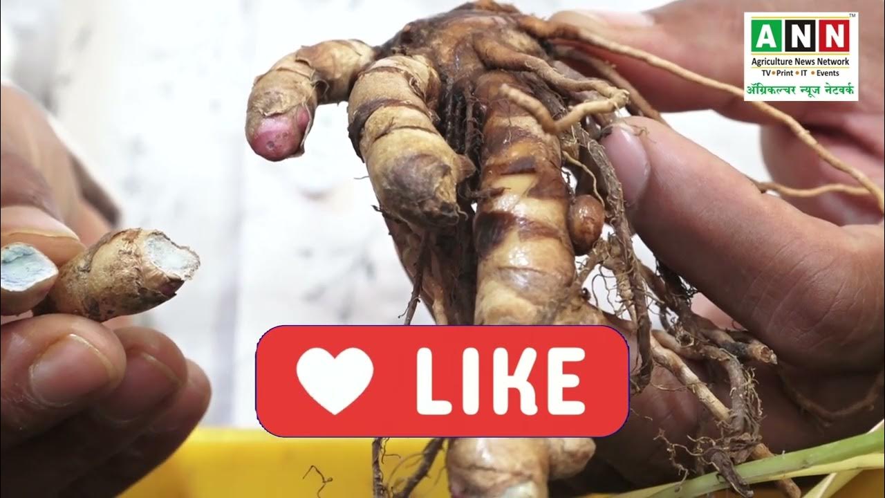 काली हल्दी खेती की पूरी जानकारी Kali haldi ki kheti Black Turmeric