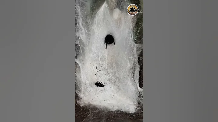 Curtain Web Spider "L. Fallax" Female Hunting #shortvideo