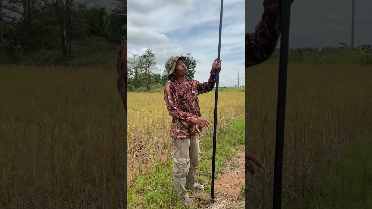 ដងសាវរឹងល្អ ត្រូវការឆាតមក បងៗ 097 9231795