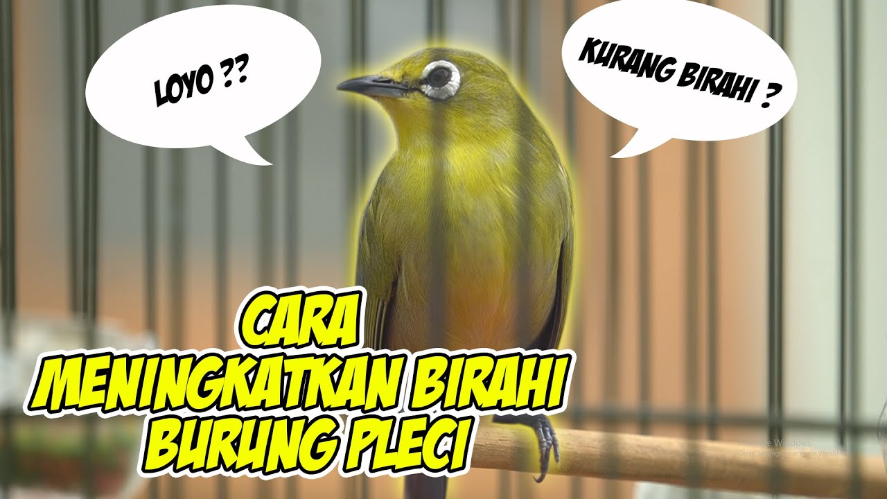 CARA MENINGKATKAN BIRAHI BURUNG PLECI ‼‼