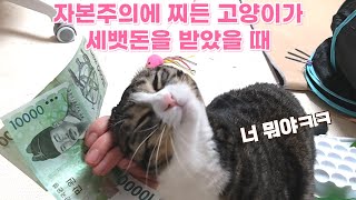 함모니한테 하악질하고 세뱃돈은 챙긴 털손주~ 설에 생긴 일ㅋㅋ