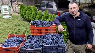 HOMEMADE WINE from HOMEGROWN GRAPES. ENG SUB.