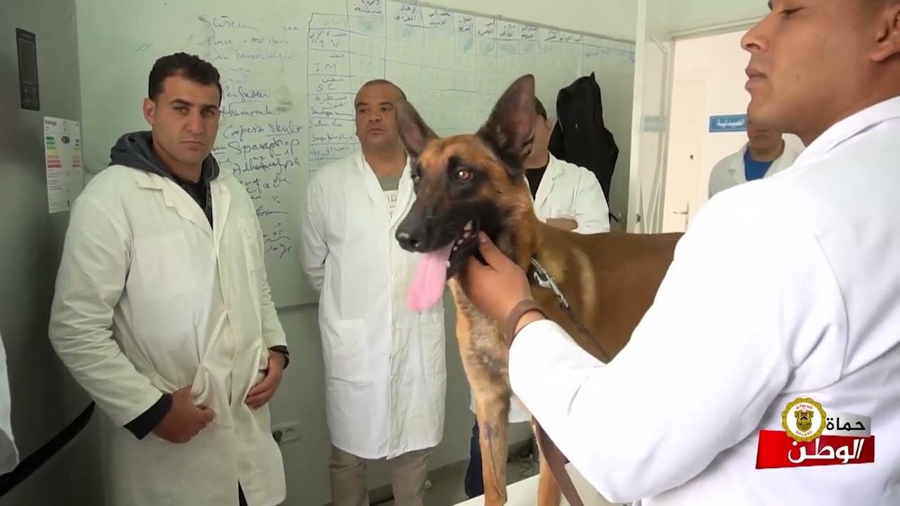 المقر البيطري لفرقة الأنياب...#حماة_الوطن