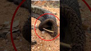 Don&#39;t Panic If You See This In An Elephant&#39;s Trunk!