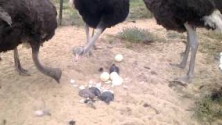 Dad saves baby at Cape Town Ostrich Ranch