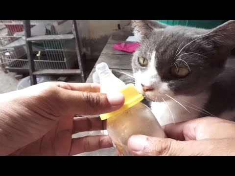 Are you supposed to give cats milk Clearance