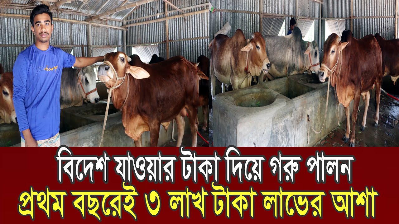 বিদেশ যাওয়ার টাকা দিয়ে গরু পালন, প্রথম বছরই ৩ লাখ টাকা লাভের আশা | Goru Palon | Nibir Krishi