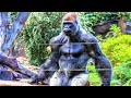 10 Most Powerful Land Animals in the World - YouTube