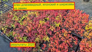 :  .     ,    2025