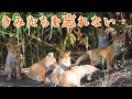 子狐のたびだちに想いをはせる