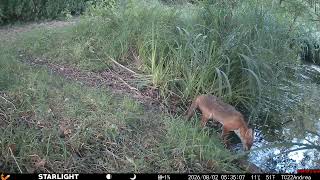 02/08/26 05:34 fox