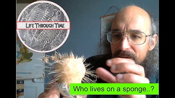 Sponges as apartment blocks: an unexpected ecosystem