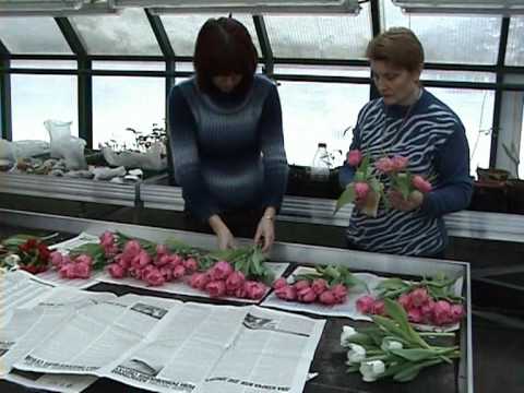 Практическое занятие - выгонка тюльпанов