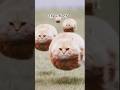Funny cats meme