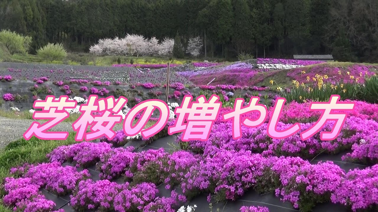 芝桜の増やし方 （挿し穂） - YouTube