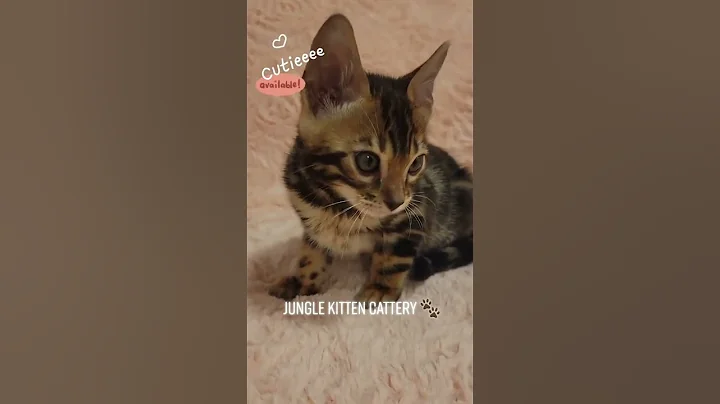 Video 3247021: bengals bengalcat cute, bengalcat cutecat, kitty