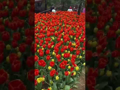 Beautiful Orange and