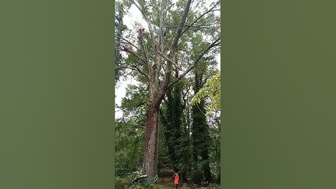 Some rigging from the latest job! #treework #chainsaw #stihl #rigging #climber #shorts #trending