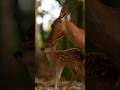 Clever Baby Antelope Escapes Wild Dog 🦌#trending #shortvideo