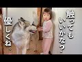 【ほんわか可愛い!】大好きなシベリアンハスキーに抱きつく妹分