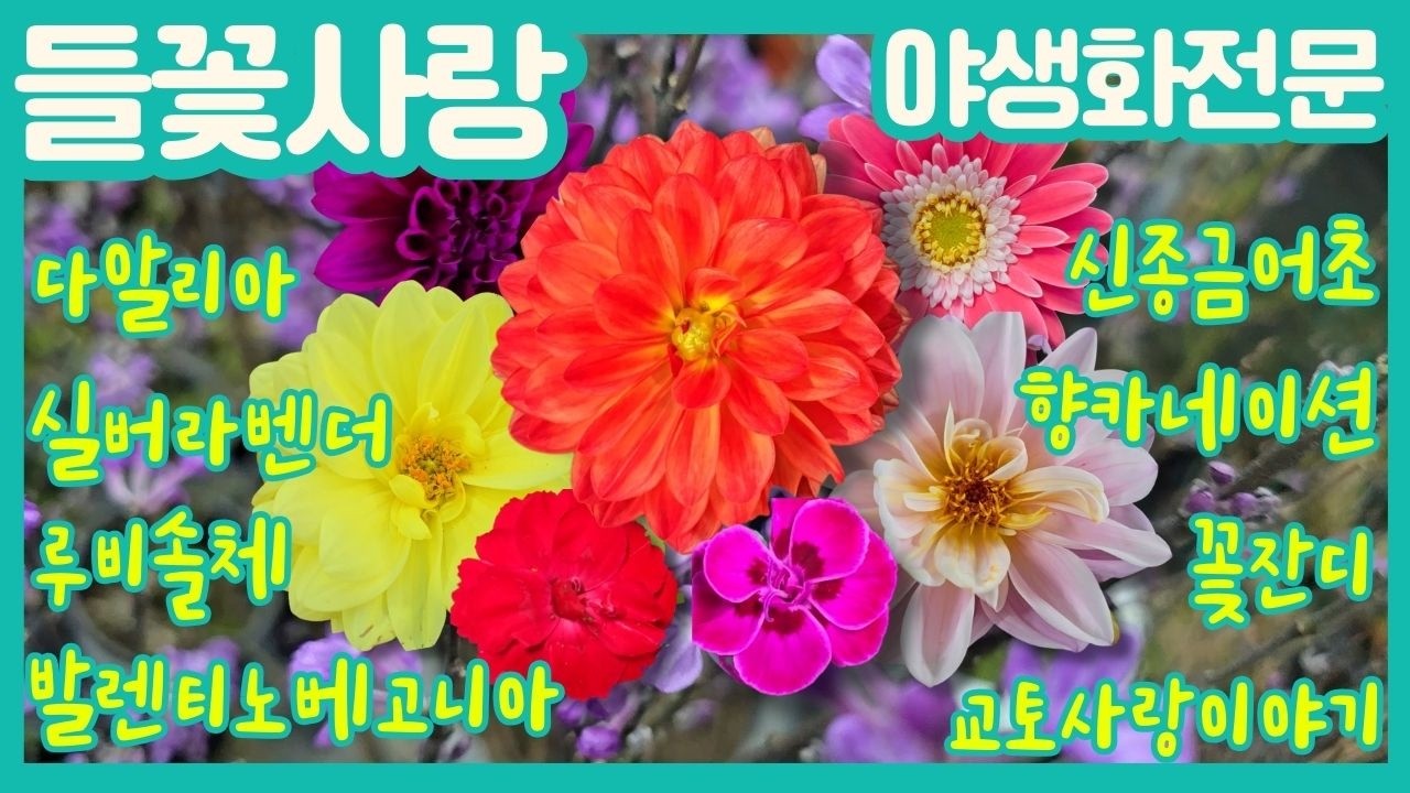 🌸들꽃사랑 3월1일 #봄정원준비 #다알리아 #신종금어초 #향카네이션 #실버라벤더 #발렌티노베고니아 #교토사랑이야기 #스트로베리크림 #루비솔체 #꽃잔디#라넌큘러스#gardening