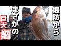 堤防からまさかの鯛が釣れた・・・！