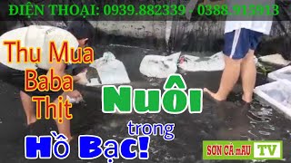 THU MUA BABA THỊT NUÔI HỒ LÓT BẠC TẠI NÔNG TRẠI || SƠN CÀ mAU