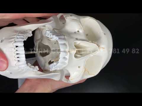 Анатомічна модель черепа людини 3 частини, пронумеровані частини. 1:1, видео 1