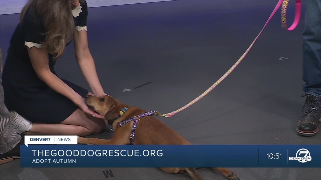 Autumn is ready to find a loving home - YouTube