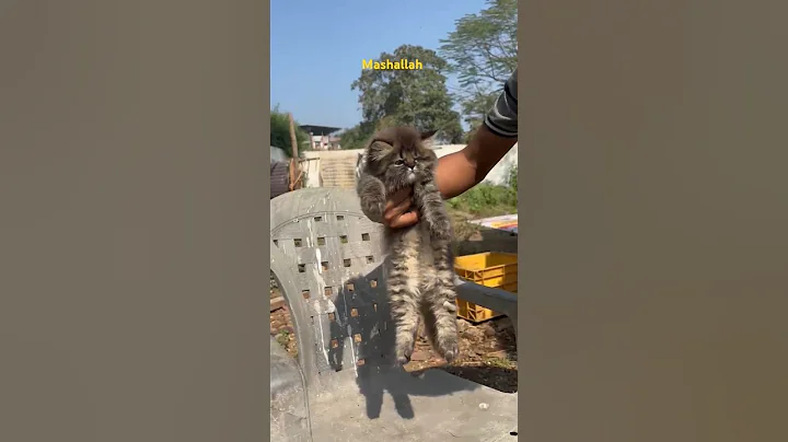 Watch the video about Top quality Persian kitten call 9823224440 #pets #persian #maincooncat #bengalcat