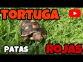 TORTUGA DE PATAS ROJAS | Cuidados