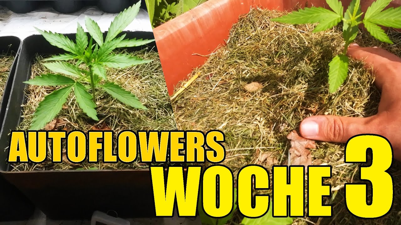 schwarzugige susanne im blumenkasten Schwarzugige Susanne  Ihr Gartenberater