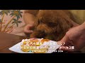 愛犬が喜ぶバースデーケーキ3選！ チーズケーキやお肉でお祝いしよう♪