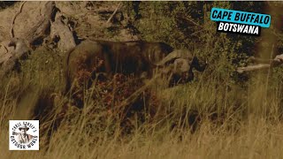 Stunning Hunt for Cape Buffalo in Botswana