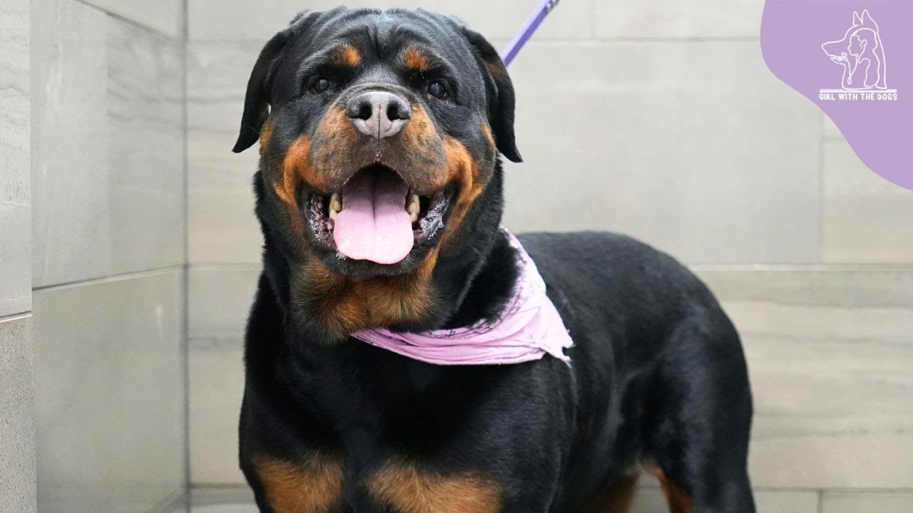 Ferocious Rottweiler A Misunderstood Dog: Is it True What They Say About The Ferocious ...