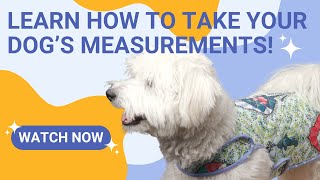 How to Take Your Dog's Measurements for a Simple Puppy Coat